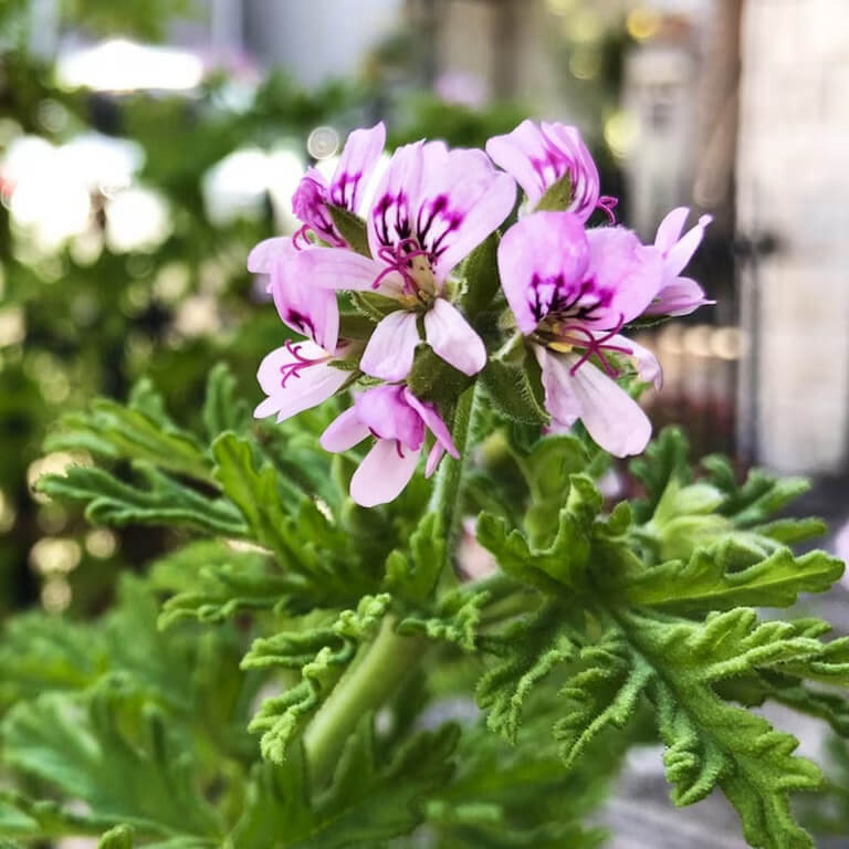 Fragrant Citronella Seeds 