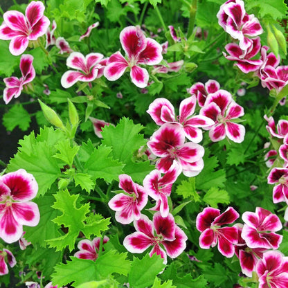 Fragrant Citronella Seeds 