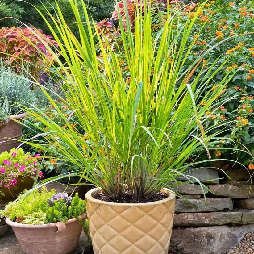 Fragrant Citronella Seeds for Planting