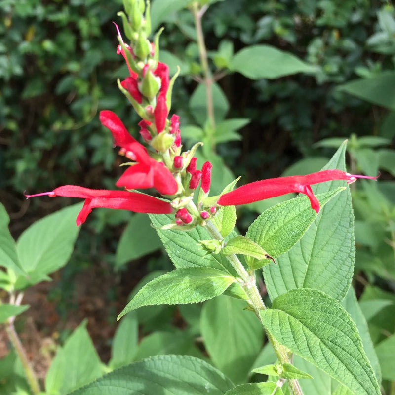 Fragrant Edible Pineapple Sage Seeds