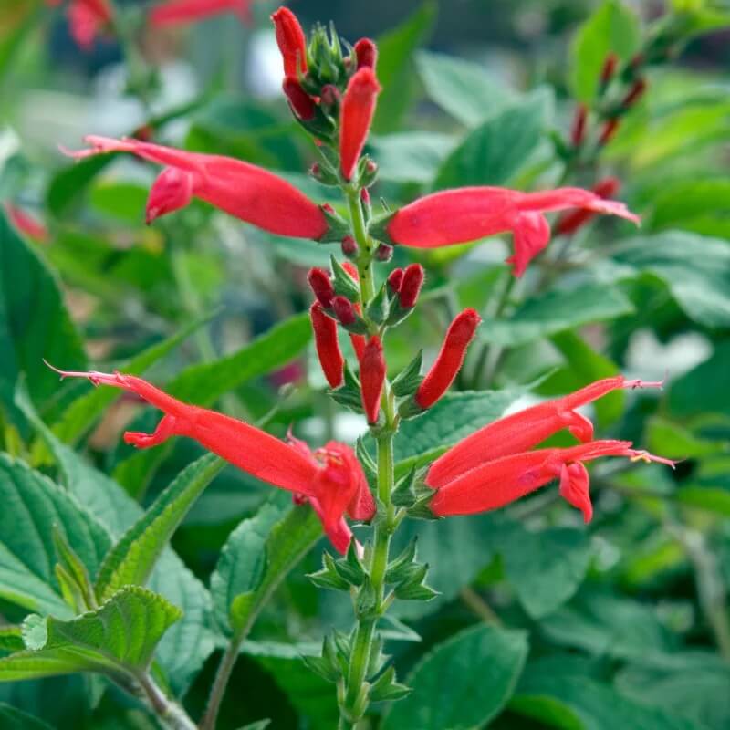 Fragrant Edible Pineapple Sage Seeds