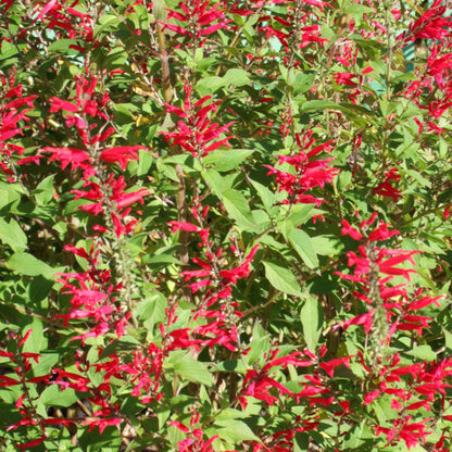 Fragrant Edible Pineapple Sage Seeds