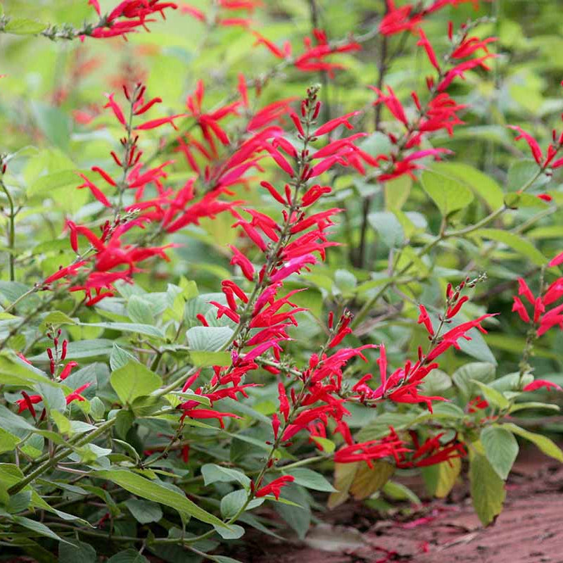 Fragrant Edible Pineapple Sage Seeds