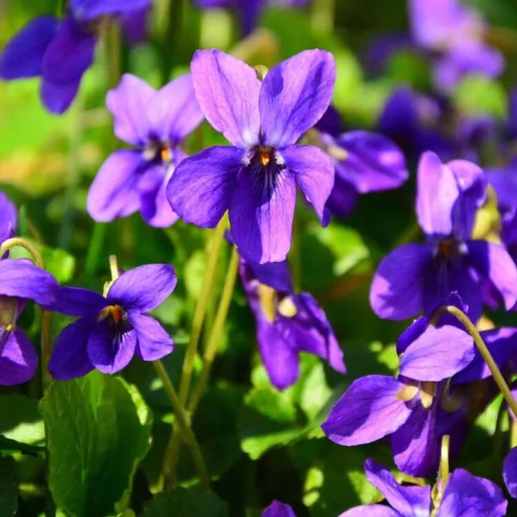 Fragrant English Violet Seeds