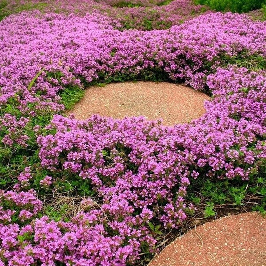 Fragrant Ground Cover Seeds