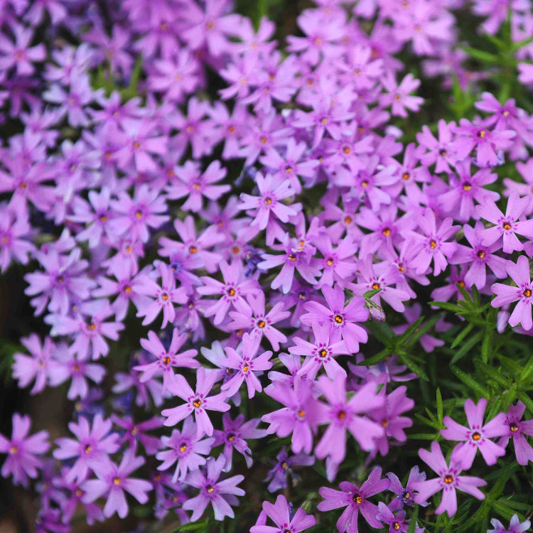 Fragrant Ground Cover Seeds