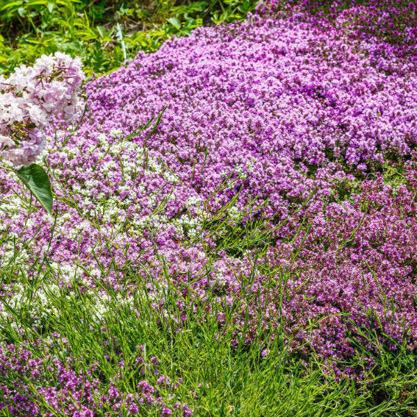 Fragrant Ground Cover Seeds