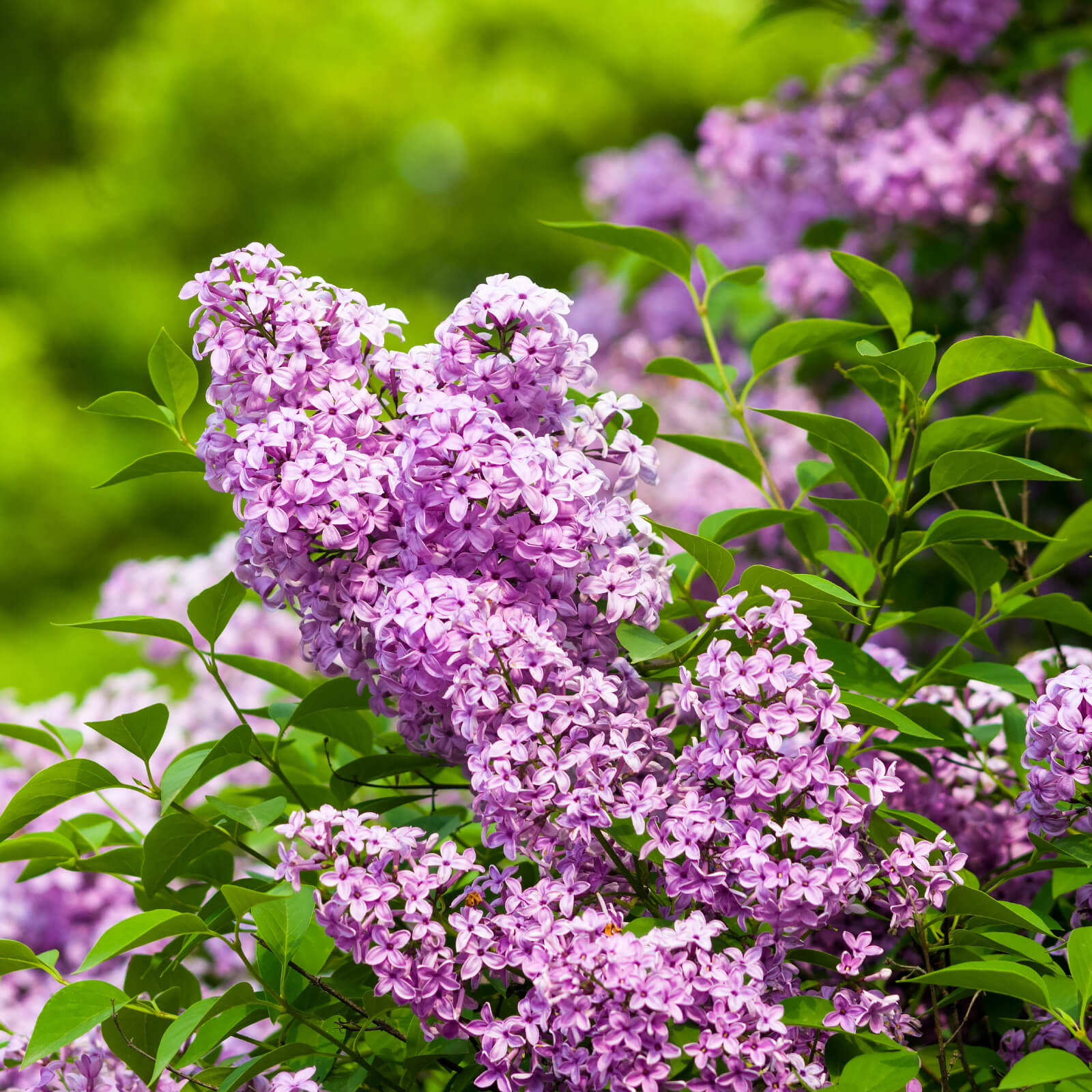 Fragrant Ground Cover Seeds