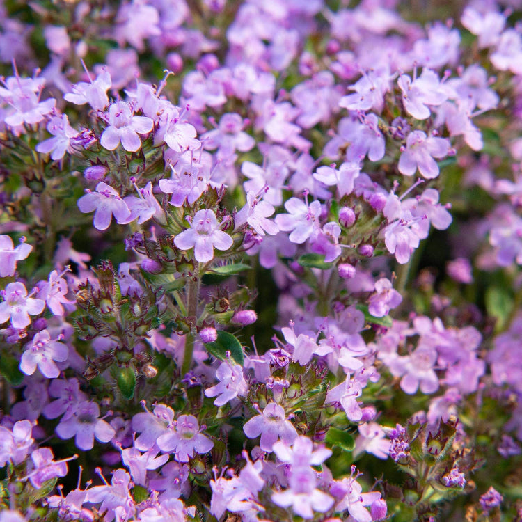 Fragrant Ground Cover Seeds