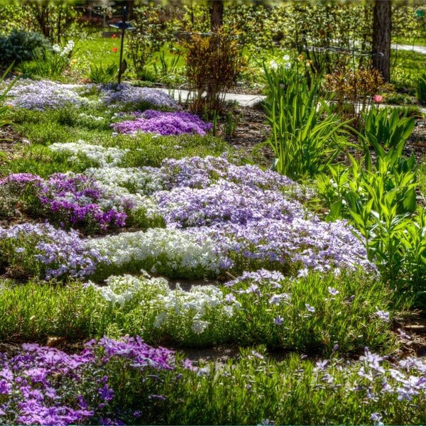 Fragrant Ground Cover Seeds