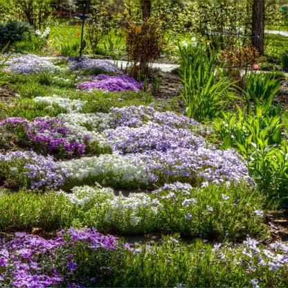Fragrant Ground Cover Seeds