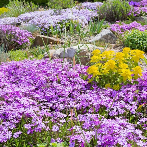 Fragrant Ground Cover Seeds