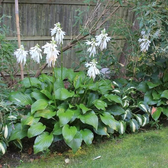 Fragrant Hosta seeds