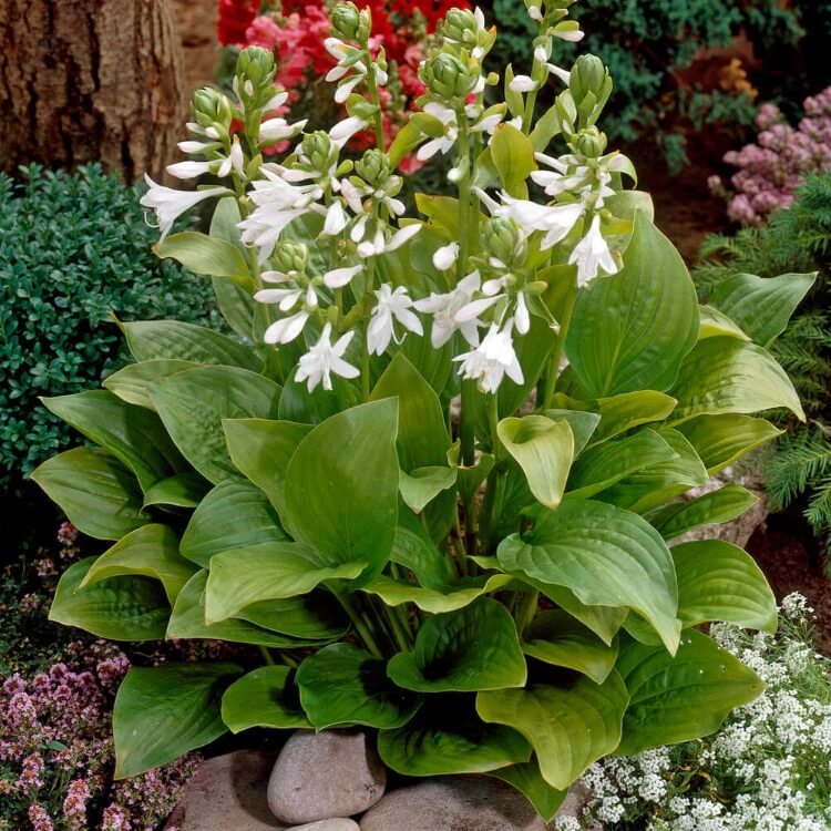 Fragrant Hosta seeds