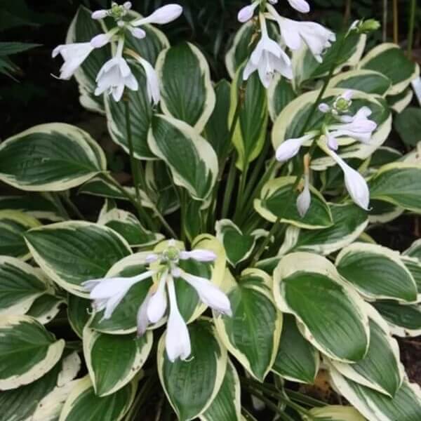 Fragrant Hosta seeds