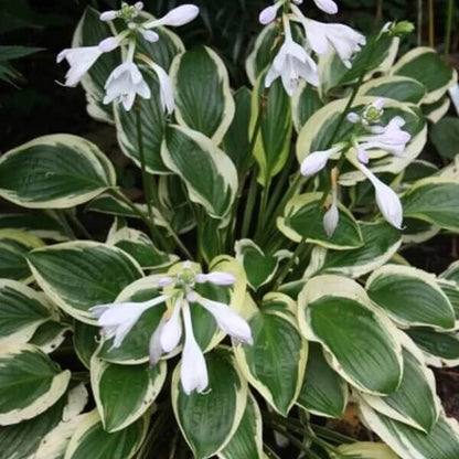 Fragrant Hosta seeds