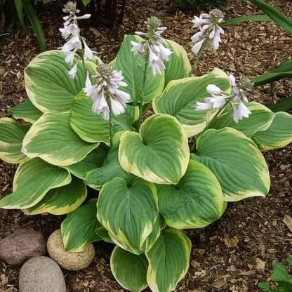 Fragrant Hosta seeds