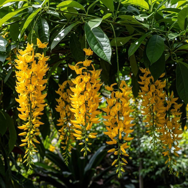 Fragrant Jade Flower Seeds - Heirloom Flower Plant for Home Gardens