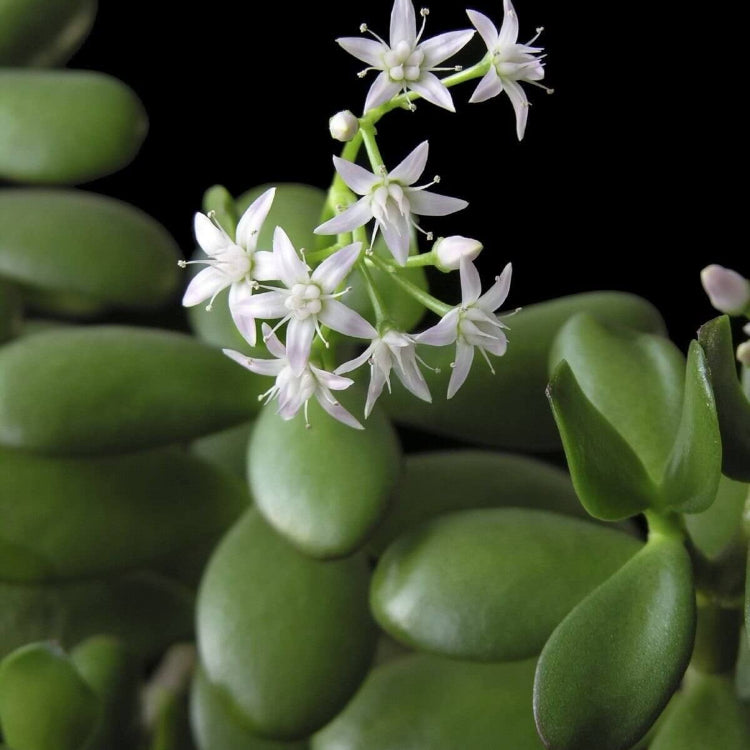 Fragrant Jade Flower Seeds - Heirloom Flower Plant for Home Gardens
