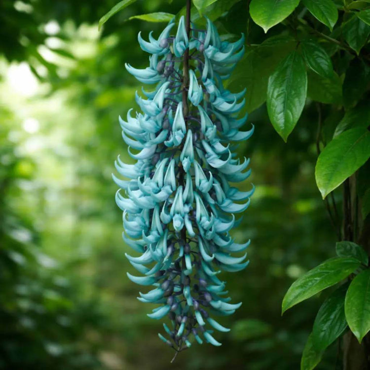 Fragrant Jade Flower Seeds - Heirloom Flower Plant for Home Gardens