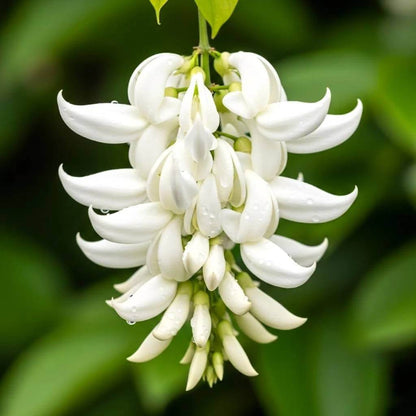 Fragrant Jade Flower Seeds - Heirloom Flower Plant for Home Gardens