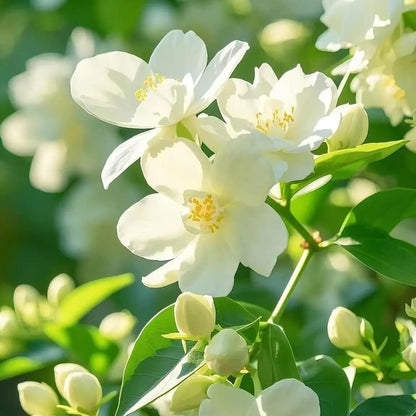 Fragrant Jasmine Seeds 