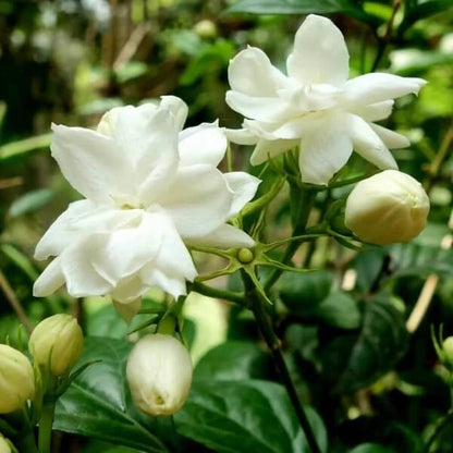 Fragrant Jasmine Seeds - Flower Plant