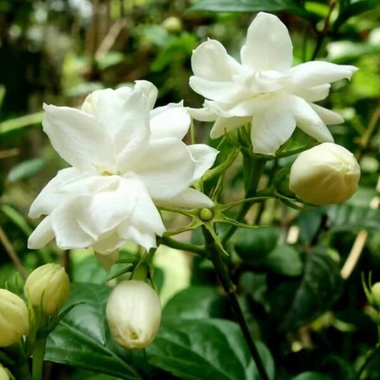 Fragrant Jasmine Seeds - Flower Plant