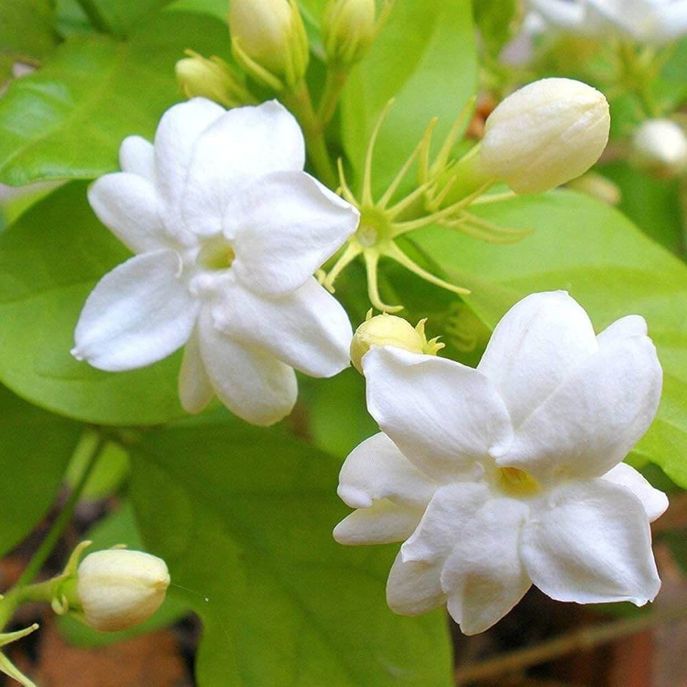 Fragrant Jasmine Seeds 