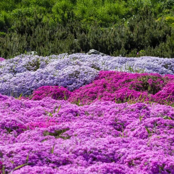 Fragrant Lawn Replacement Plant seeds