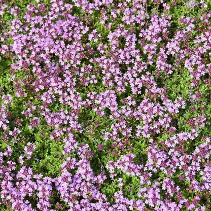 Fragrant Lawn Replacement Plant seeds