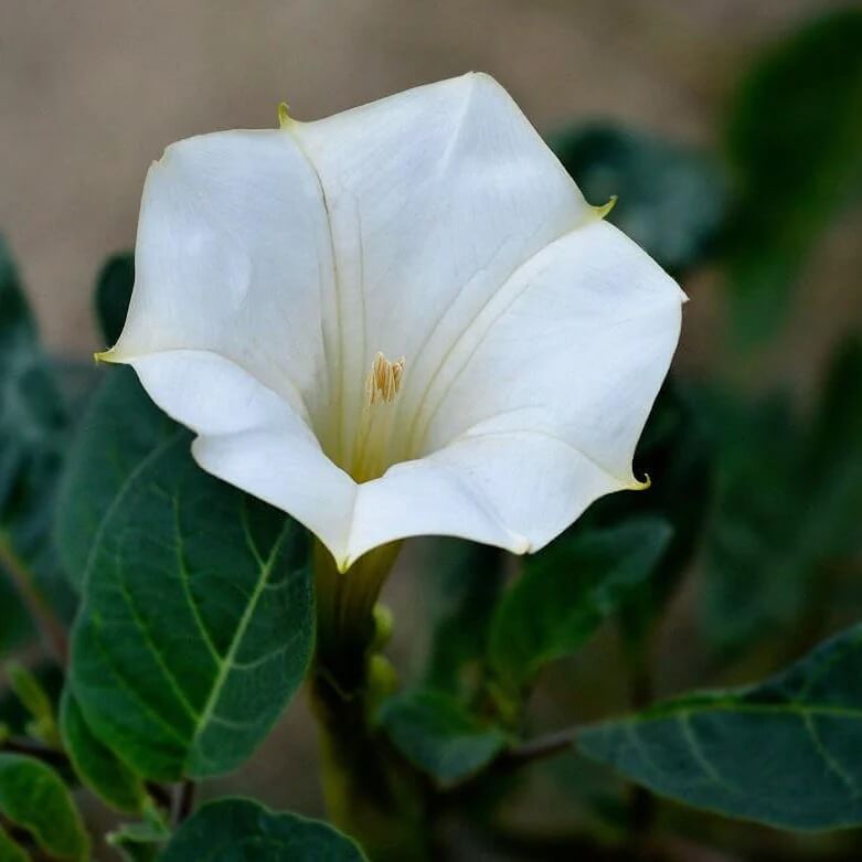 Fragrant Moonflower seeds