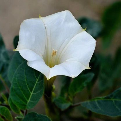 Fragrant Moonflower seeds