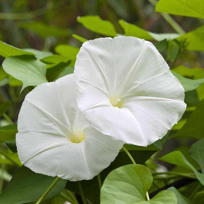 Fragrant Moonflower seeds