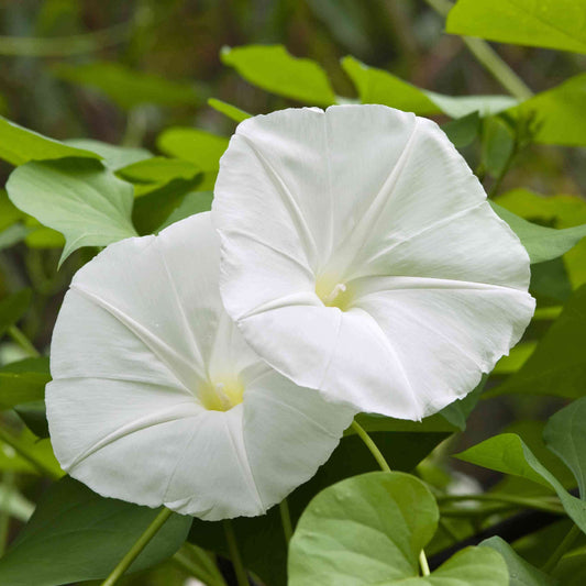 Fragrant Moonflower seeds