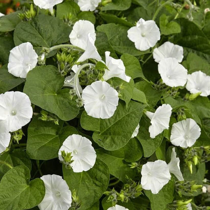Fragrant Moonflower seeds