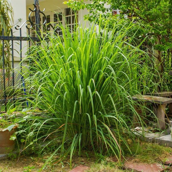 Fragrant Mosquito Plants seeds