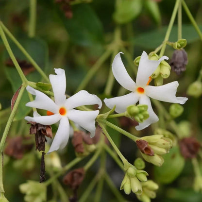 Fragrant Ornamental Jasmine Seeds 