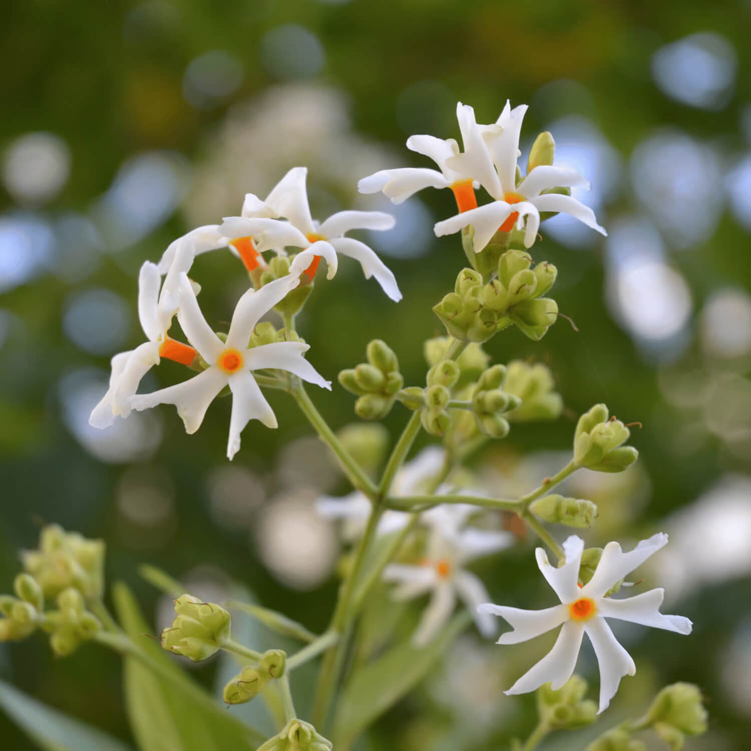 Fragrant Ornamental Jasmine Seeds 