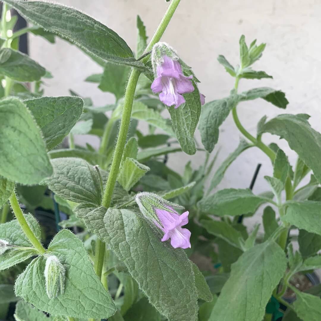 Fragrant Sage Plant Seeds