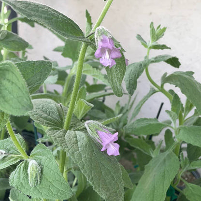 Fragrant Sage Plant Seeds