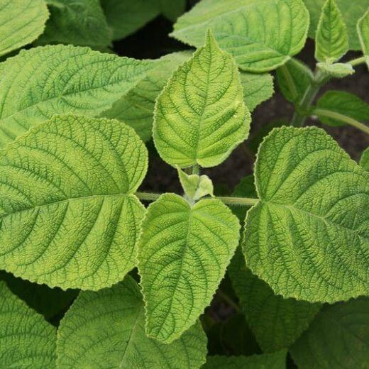 Fragrant Sage Plant Seeds