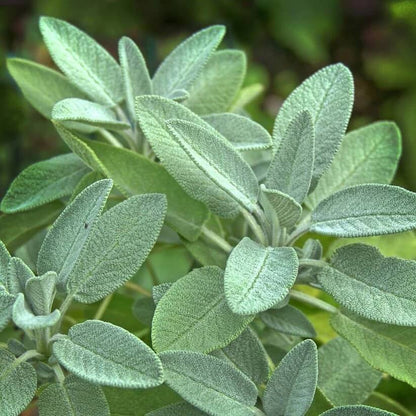 Fragrant Sage Plant Seeds