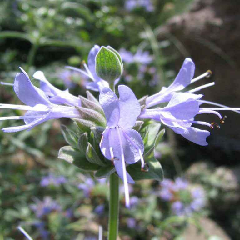 Fragrant Sage Plant Seeds