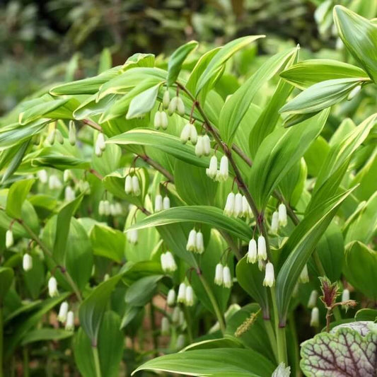 Fragrant Solomon’s Seal Seeds
