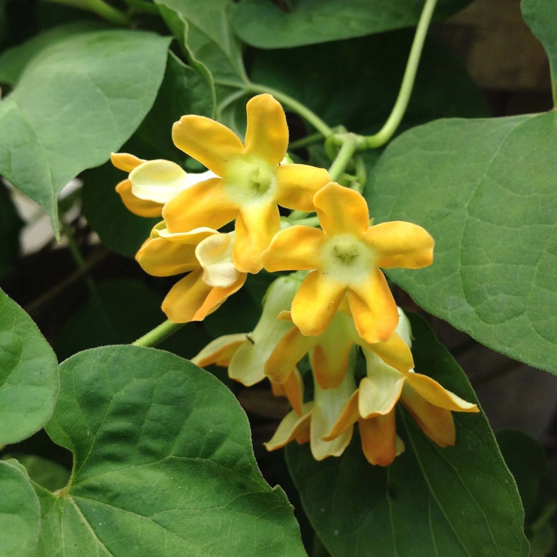 Fragrant Vine Telosma Cordata Seeds 