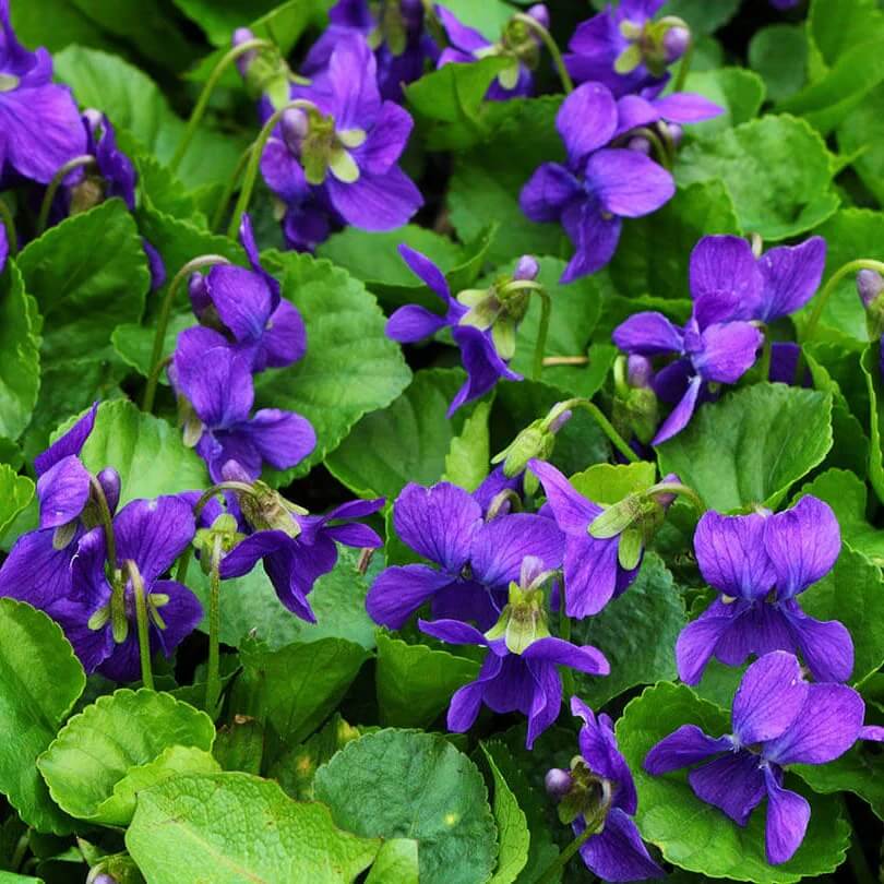Fragrant Violet Seeds