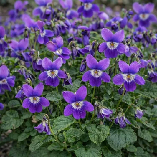 Fragrant Violet Seeds