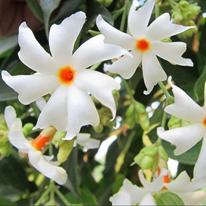  Fragrant White Night Blooming Jasmine Seeds
