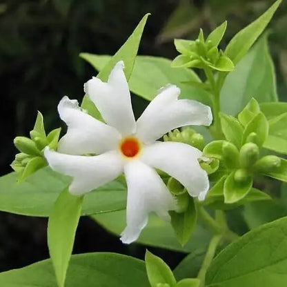  Fragrant White Night Blooming Jasmine Seeds